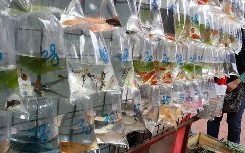 Продам живых