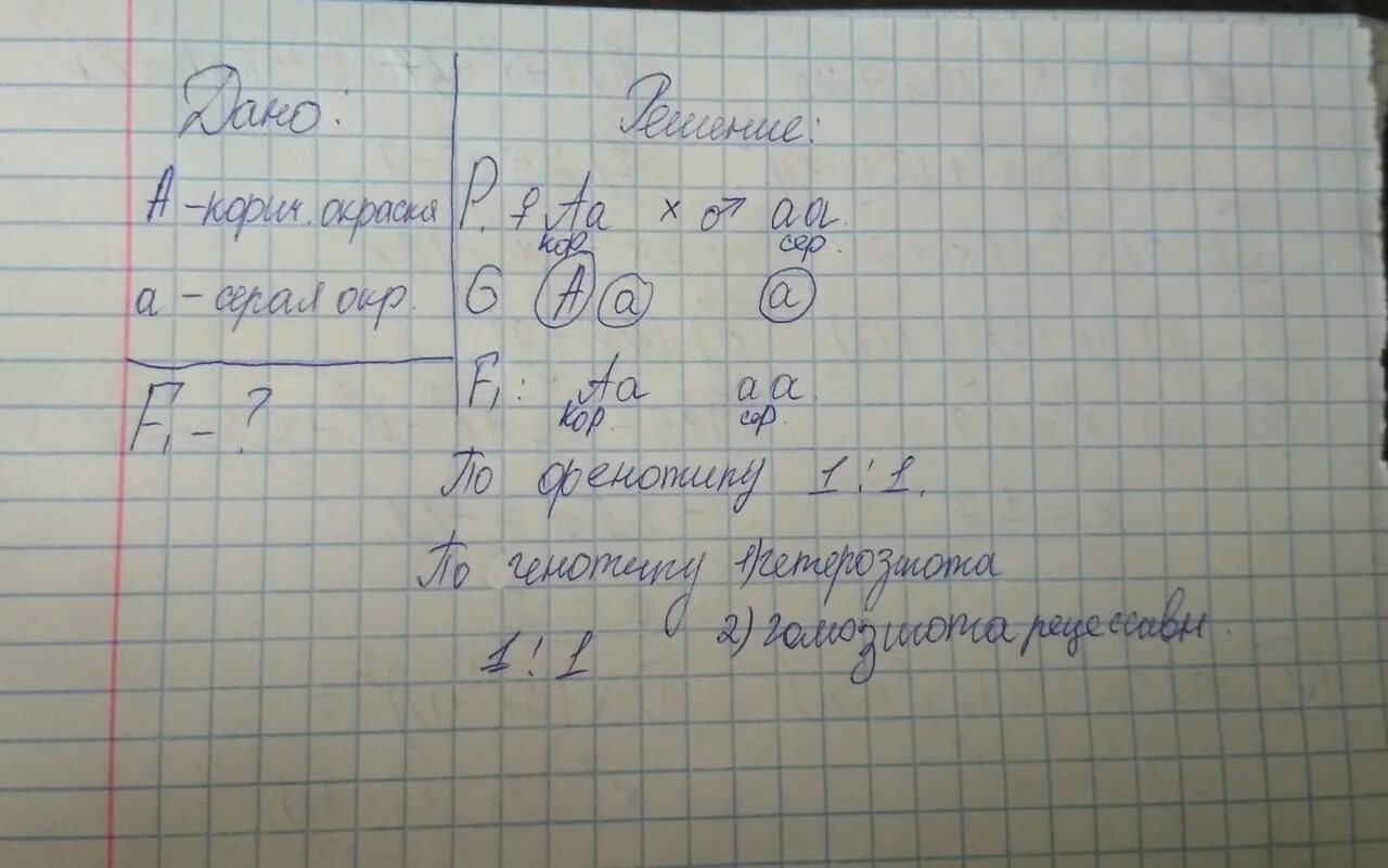 При скрещивании серой и черной мышей получено 30 потомков. Серая кожура доминирует над серой. У мышей коричневая окраска шерсти