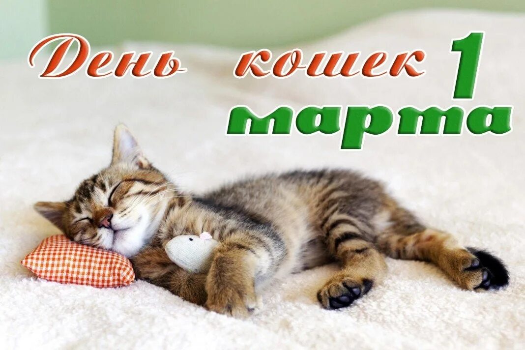День кошек в россии 2024 год. 1 Марты Всемирный день клше. Всемирный день кошек.