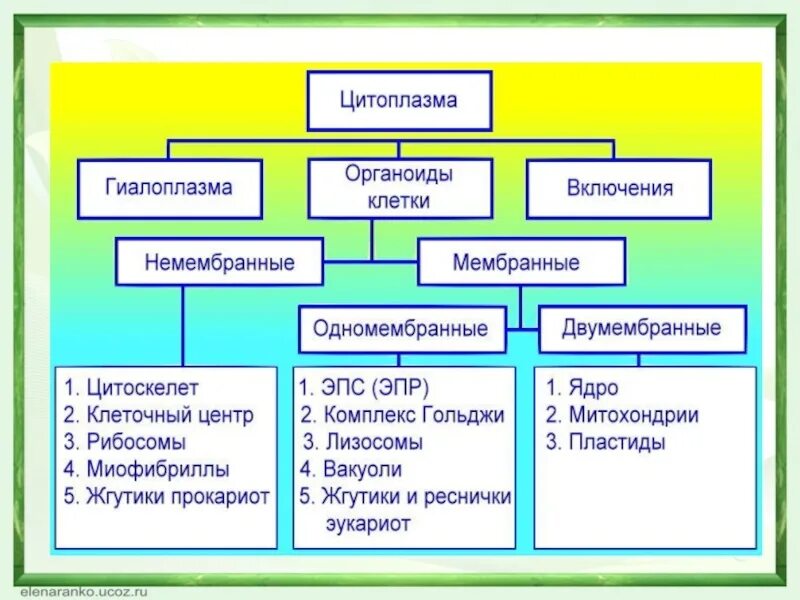 Лизосомы двумембранные. Мембранные и немембранные органеллы клетки. Цитоплазма и одномембранные органоиды клетки 10 класс конспект. Мембраные и не мембранные ргагойды. Мембранные и немембранные органоиды клетки 10 класс.