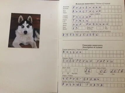 Как правильно пишется собака