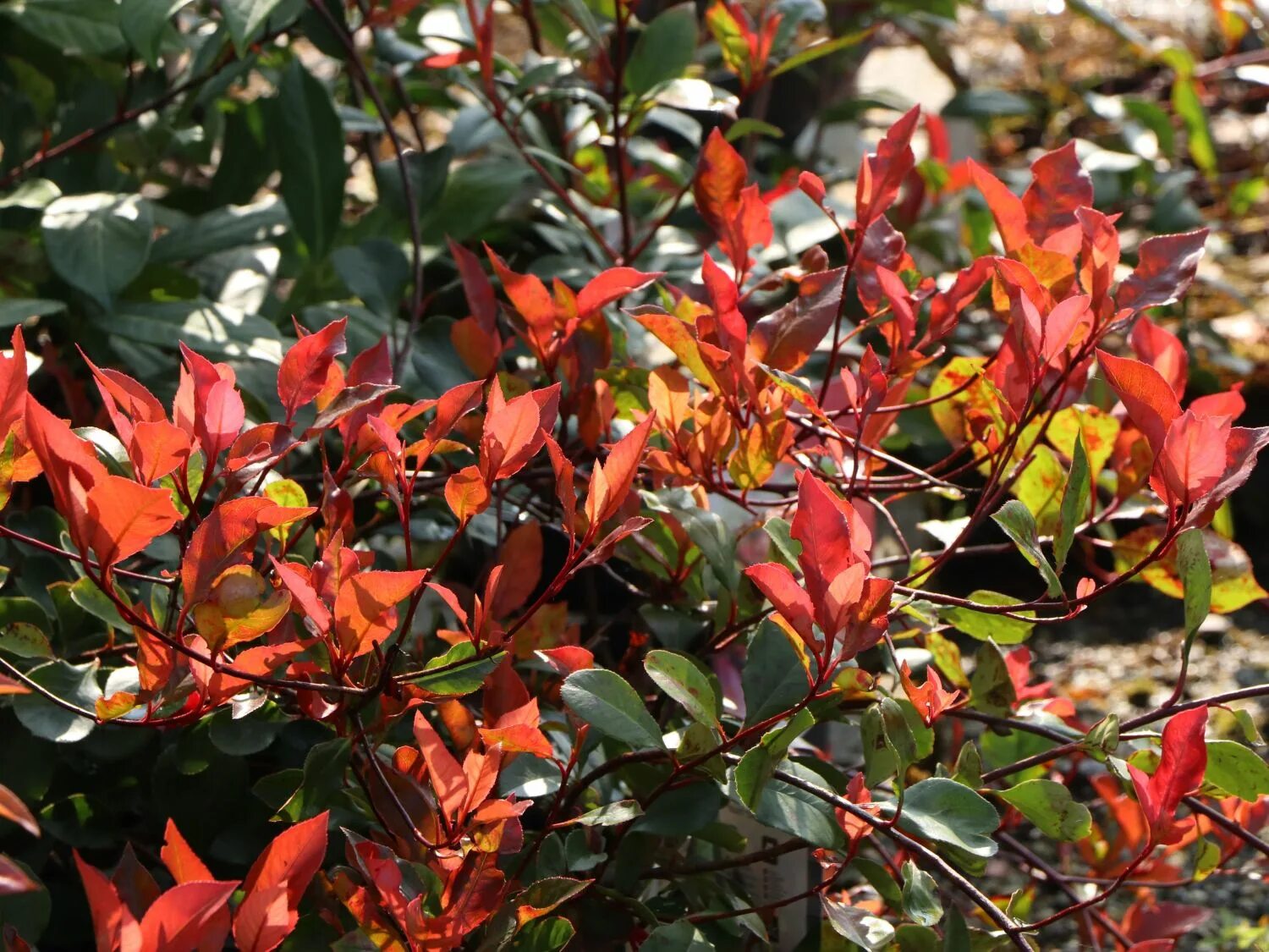 Фотиния серрулата. Фотиния фразера (photinia fraseri). Фотиния вариегата. Фотиния литтл рэд робин. Фотиния литл ред робин.