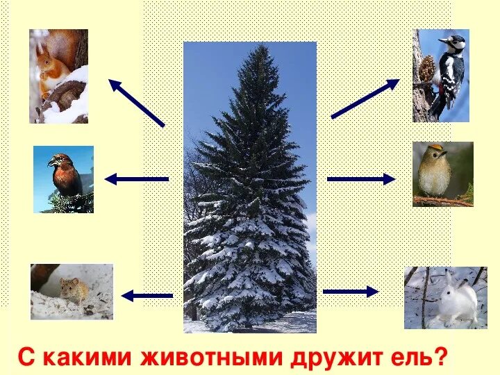 Невидимые нити ели. Схема невидимых нитей в осеннем лесу 2 класс. Невидимые нити ели. Невидимые нити ели. Невидимые нити схема.