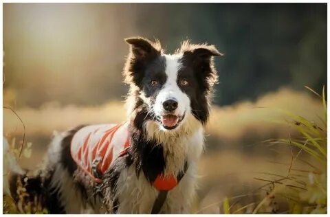 Each dog
