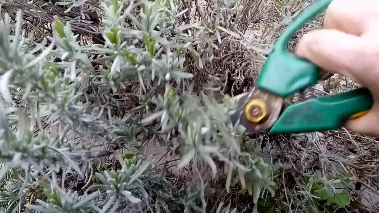 Как обрезать шалфей после цветения летом