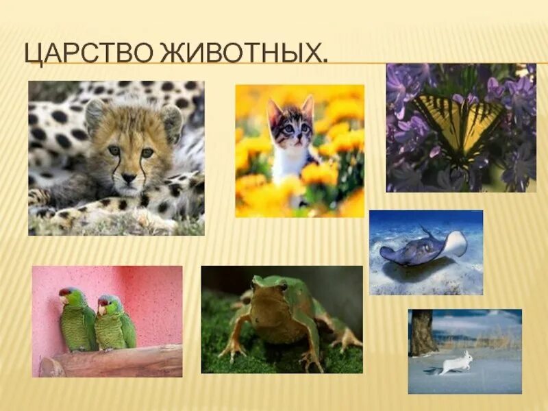 Царство животные многообразие животных. В царстве животных. царство зверей. царство животных картинки. представители царства животных.