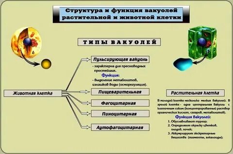 Вакуоли животной клетки