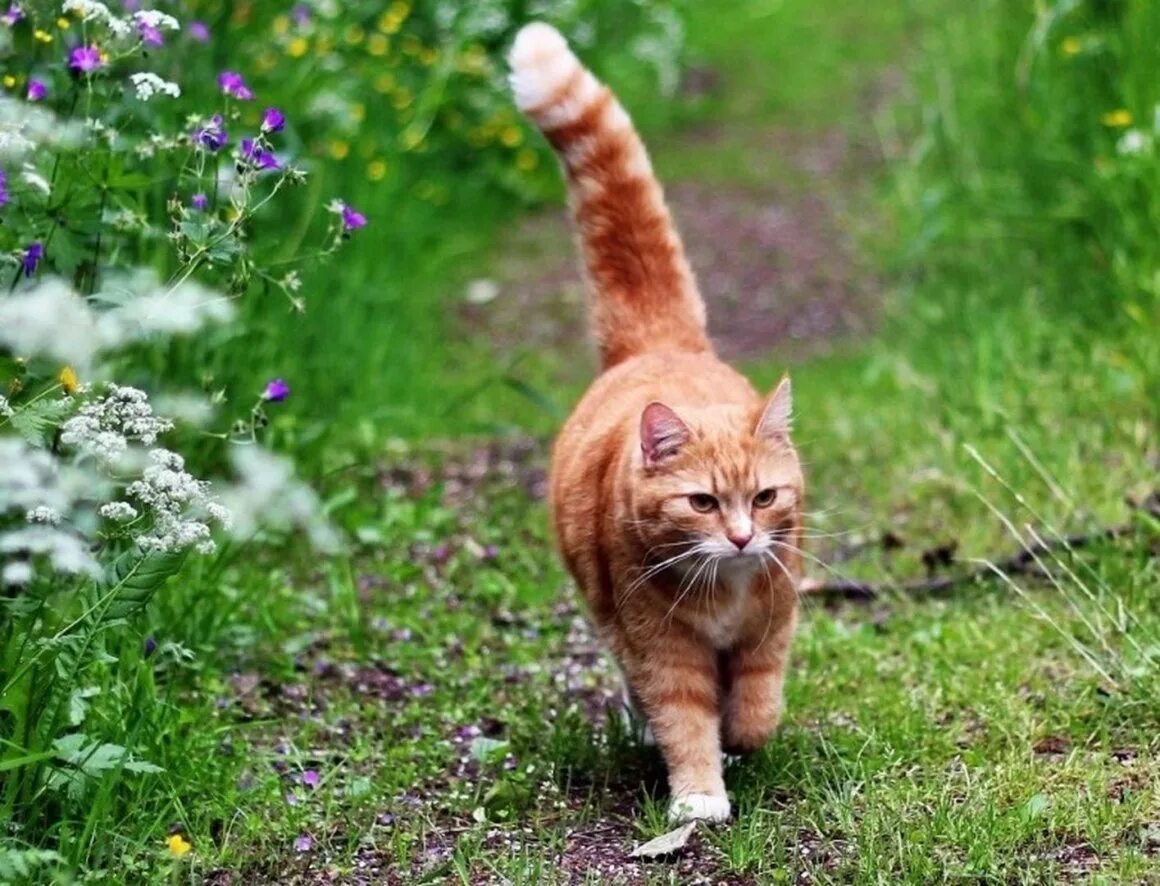 Прогулка кошки