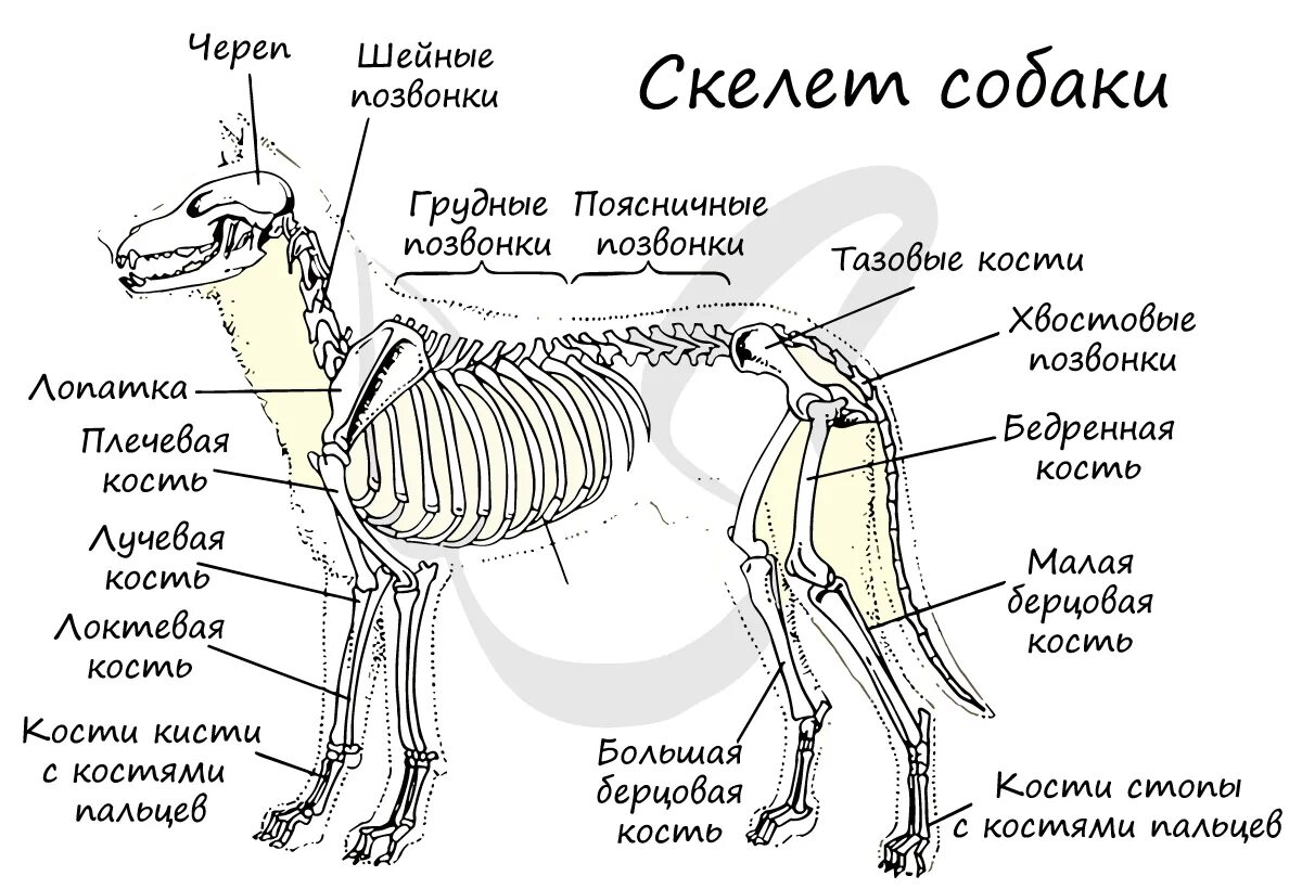 Скелет собаки с названием костей. Строение скелета млекопитающих собака. Скелет собаки строение биология. Схема строения скелета млекопитающих.