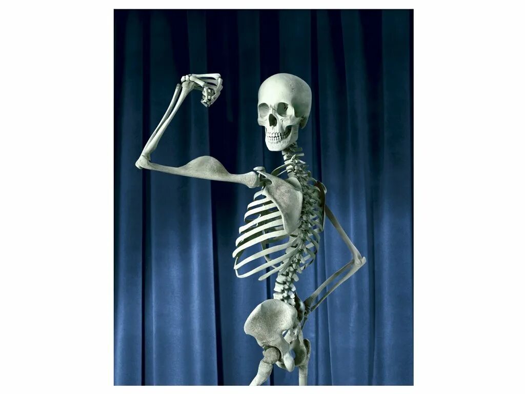 Скелет рисунок. Забавный скелет. Пластиковый скелет. Танцующий скелет. Миленький скелетик.