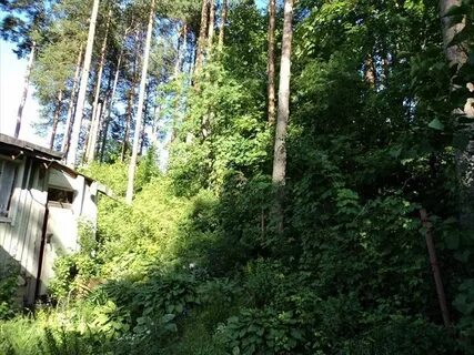 Токсово гагарина 22 лесничество