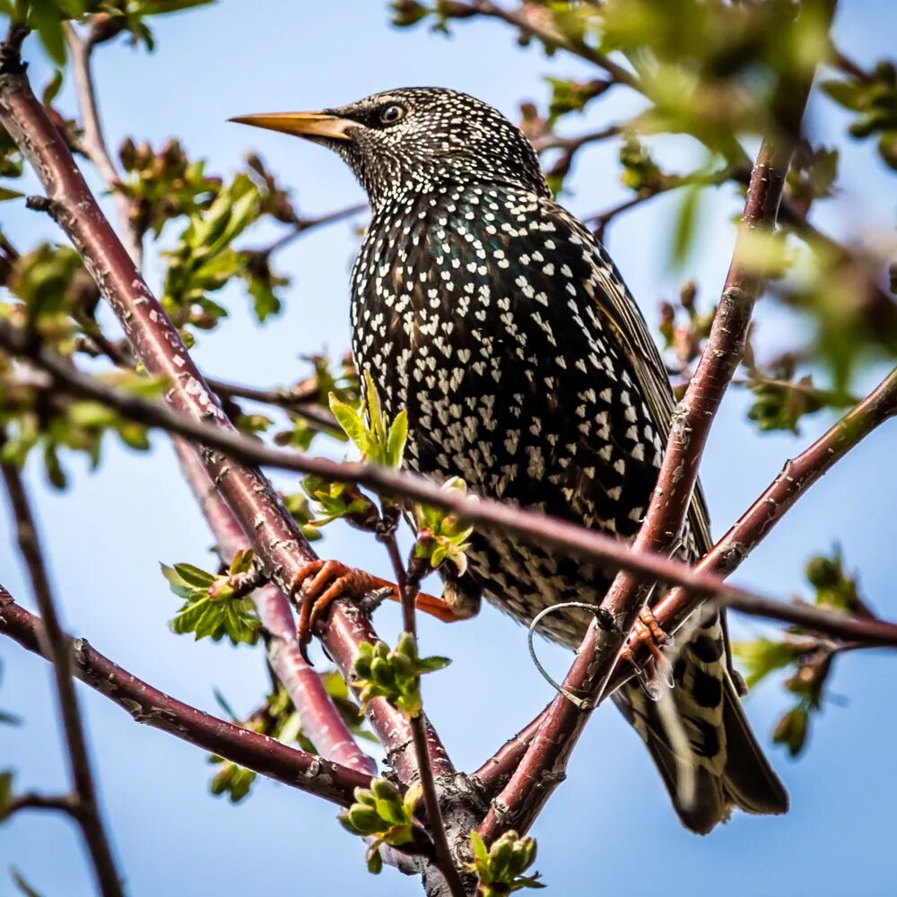 Sturnus vulgaris птица. Шпак скворец. Шпак скворец. Обыкновенный скворец шпак. Шпак скворец.