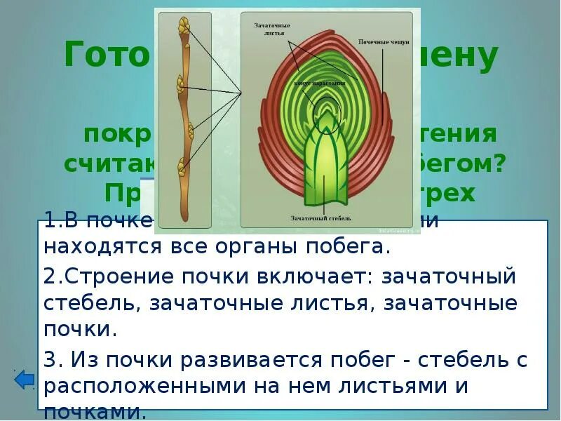 Лабораторная работа побег строение почек. Вегетативная почка растений почка растений строение. строение почки покрытосеменных растений. строение побега зачаточный стебель. строение листовой почки растения.
