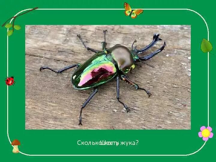 Сколько лап у насекомых. Сколько лап у насекомых