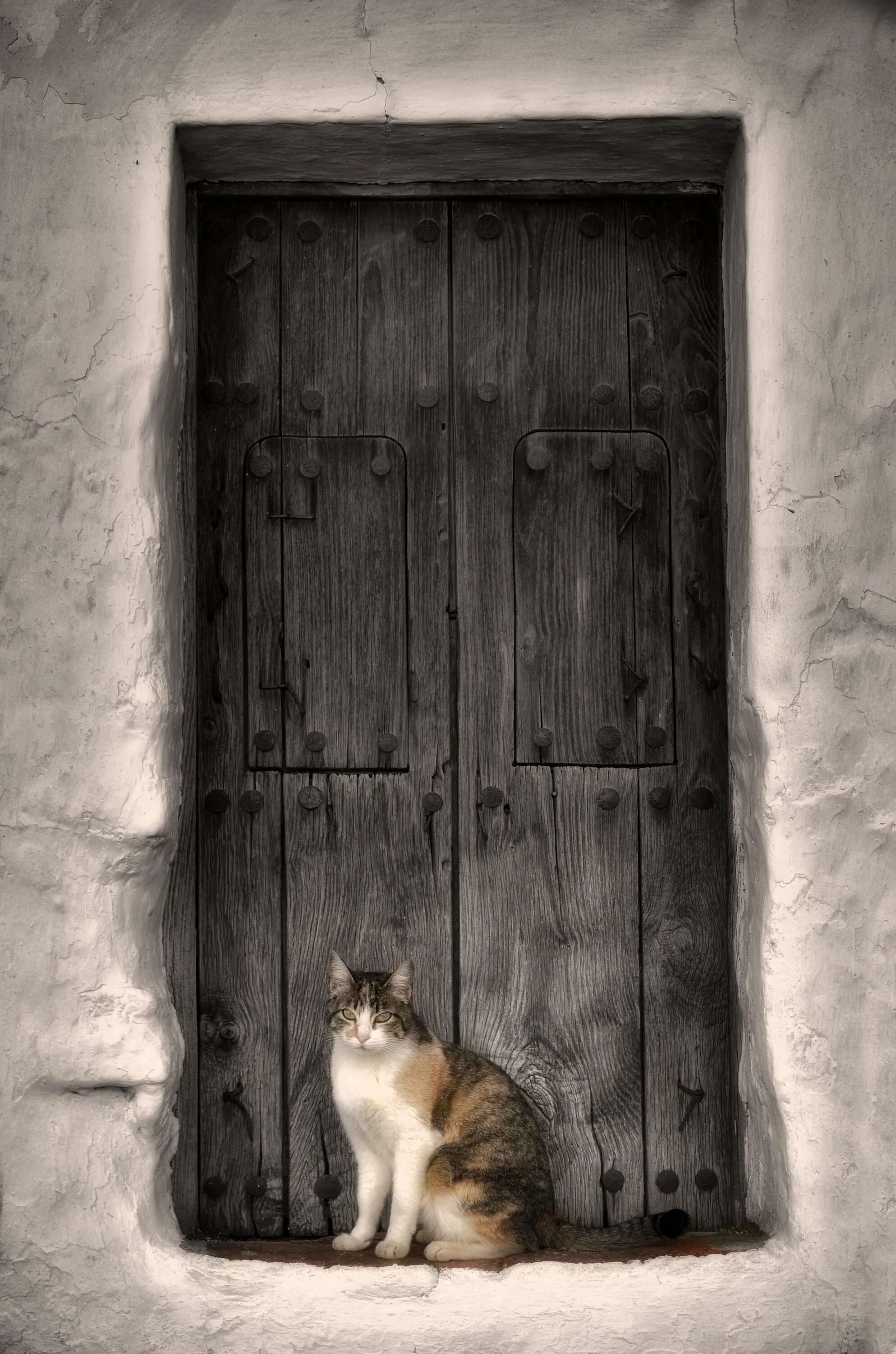 Кот лежит у входной двери. Кот в дверном проеме. дверь для кота. коты и двери. котик у двери.