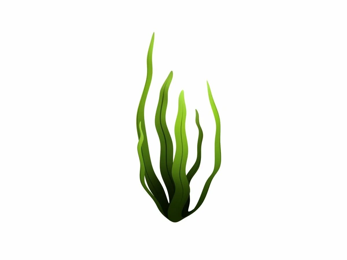Водоросли для детей. Беби Шарк водоросли. Seaweed Laminaria. Водоросли для аквариума.