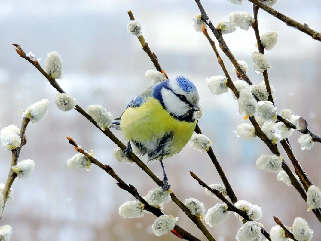 Птицы радуются весне. Синица лазоревка весной. Весенний Солнцеворот, Вербоносица. Птичка на вербе.
