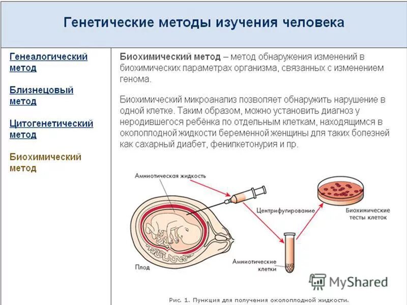 Биохимический метод исследования используется для изучения. Биохимический метод генетики. биохимические методы в генетике. биохимические методы изучения генетики человека. методы исследования генетики человека биохимический метод.