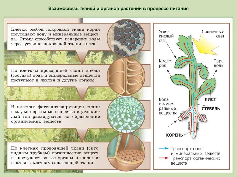 Ткани растительных организмов. Взаимосвязь клеток, тканей, органов. Выделение у растений схема. Клетки и ткани обеспечивающие транспорт веществ в растении. Взаимосвязи клеток, тканей и органов..