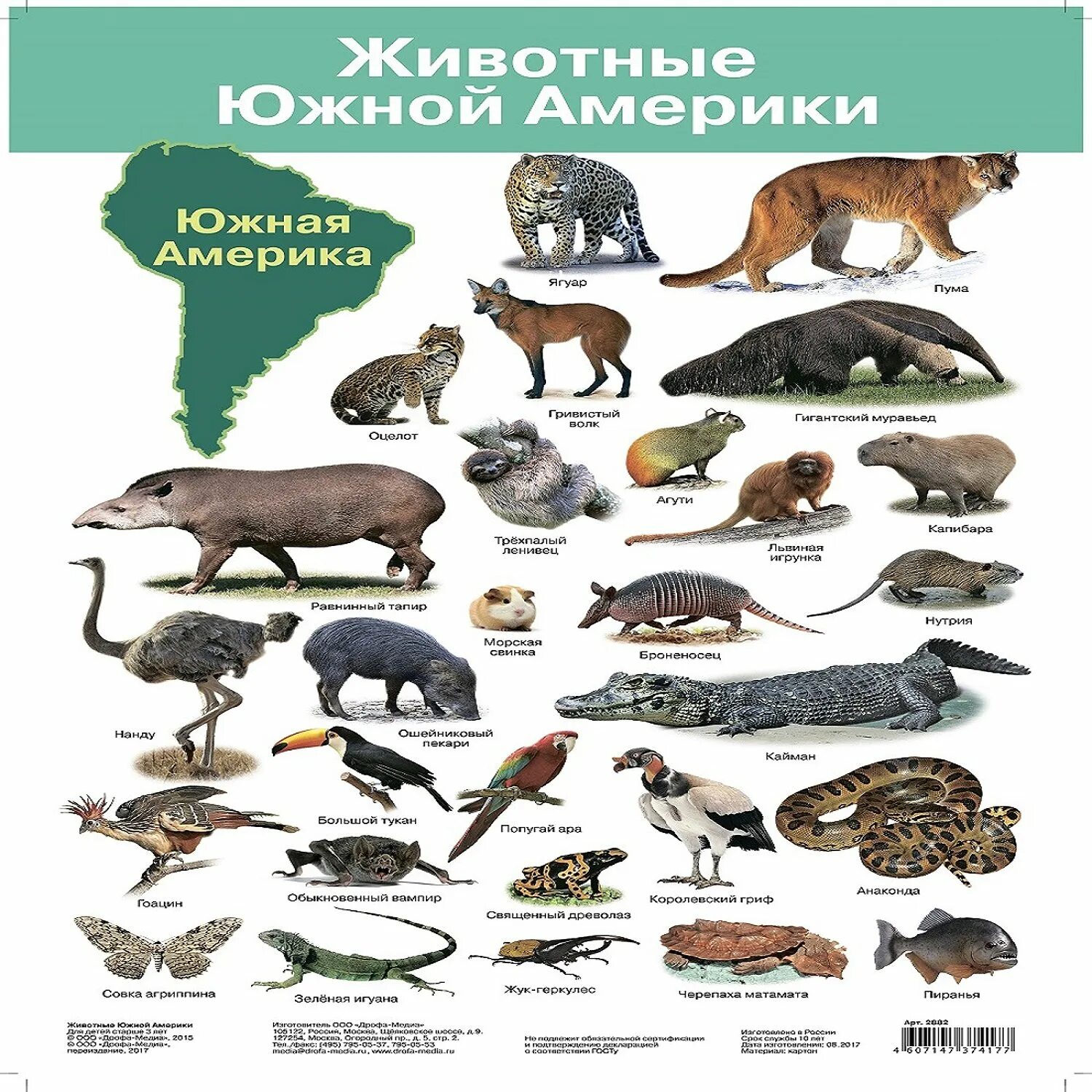 Распространенные животные северной америки. Животные Северной Америки. Характерные животные Северной Америки. Животные Северной Америки картинки. Животные Северной Америки список названий.