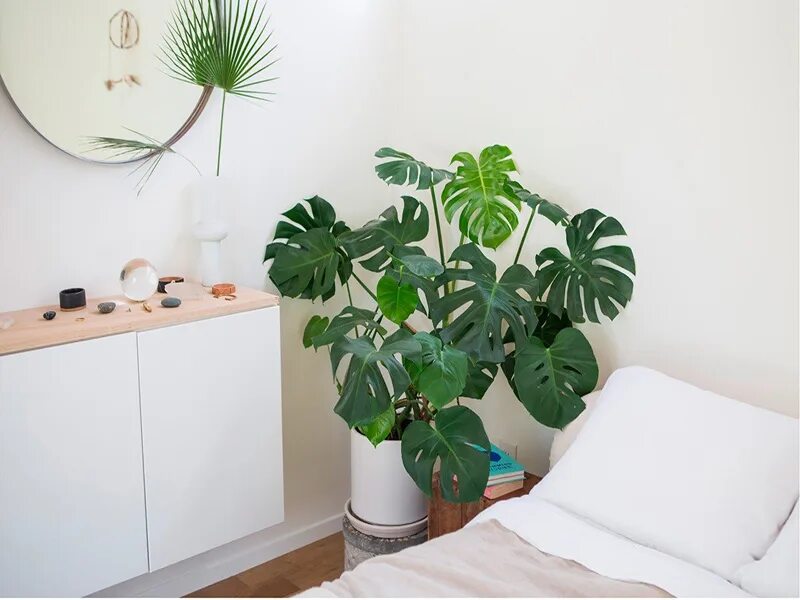 Pin by Rivaillon on plantes House plants indoor, Interior plants, Plant aestheti