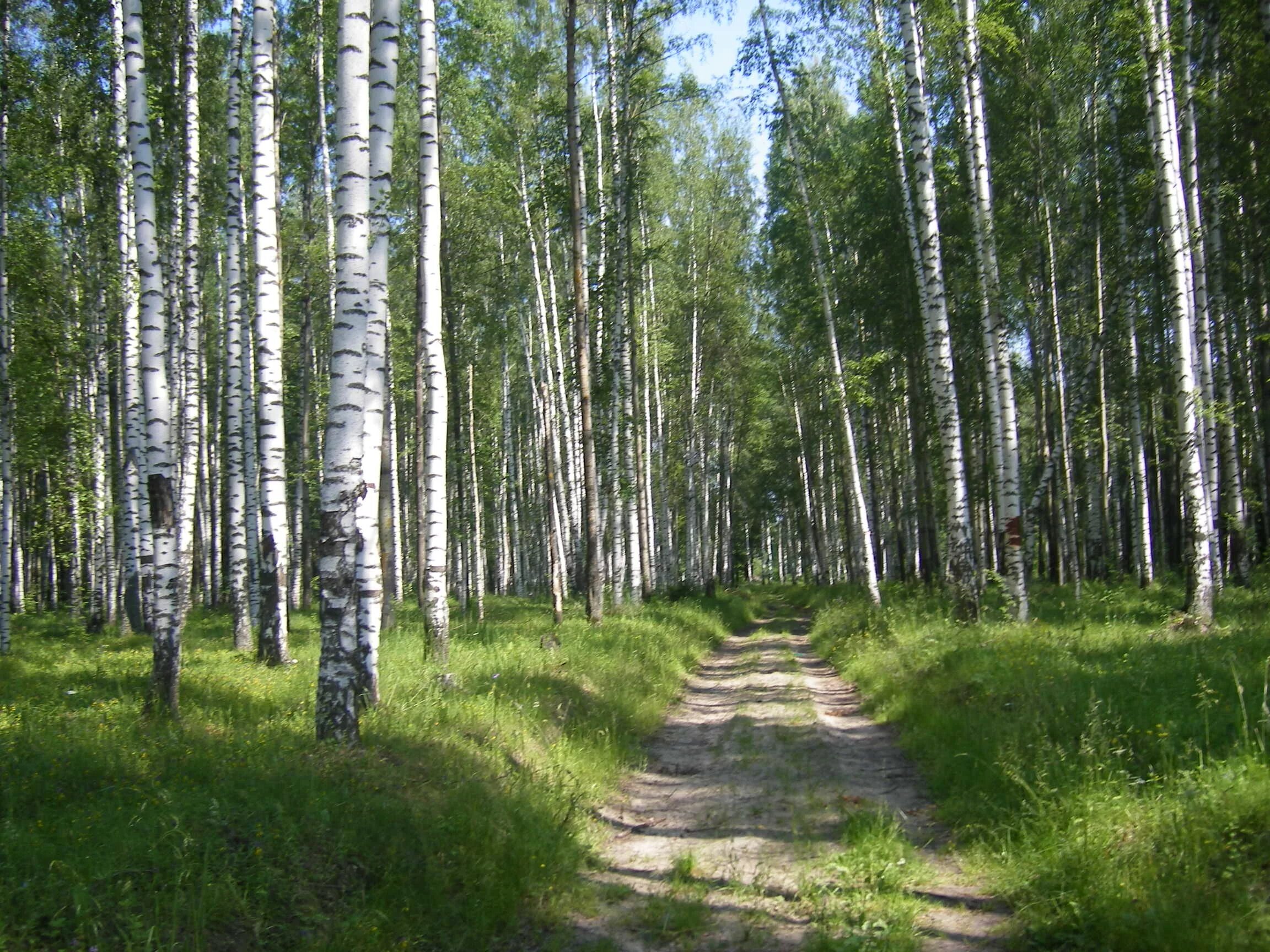 Роща
