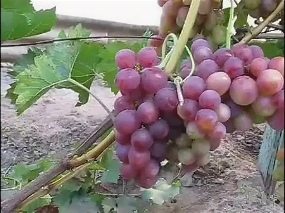 Виноград олигарх. Виноград розмус. розмус виноград описание. мускат розовый. виноград магистр.