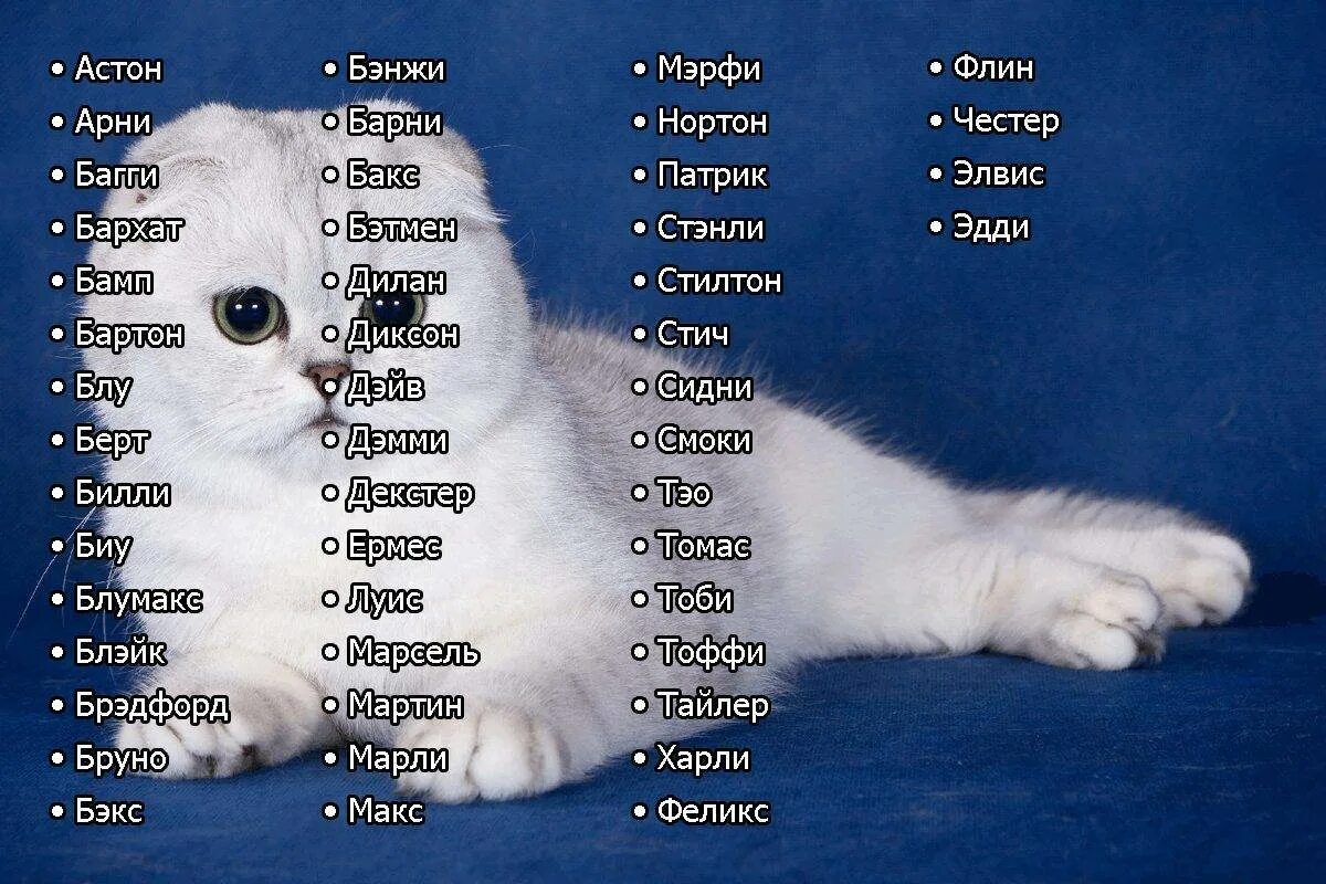 Каким может быть кот. Имена для кошек. имена для котов мальчиков. имена для котят мальчиков. имена доя коров мальчкиов.
