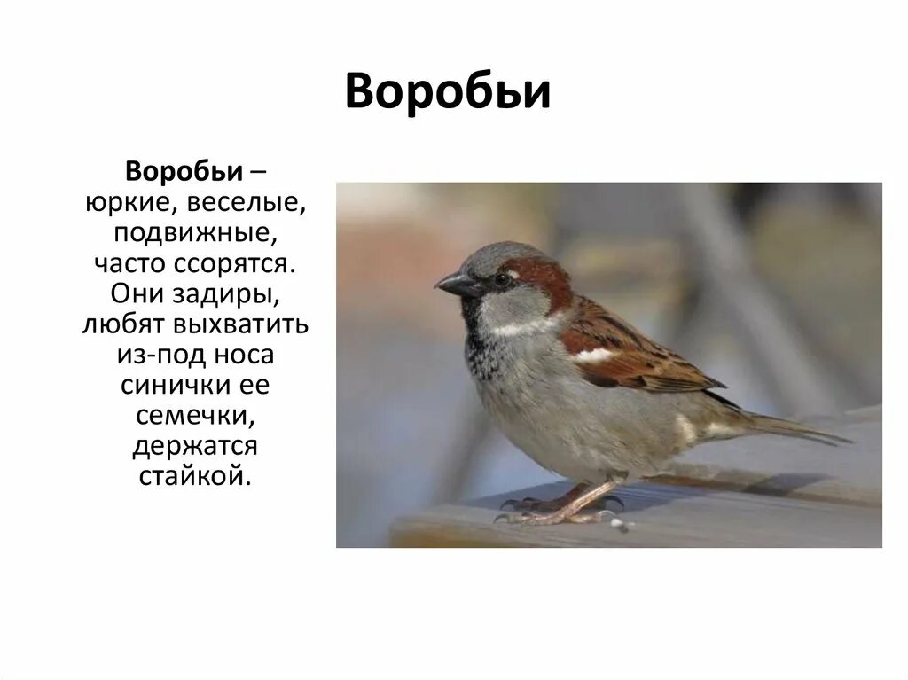 Загадка про воробья. Описание воробья. Воробей для детей. Коротко о Воробье детям. Воробей воробьи 2 класс русский язык