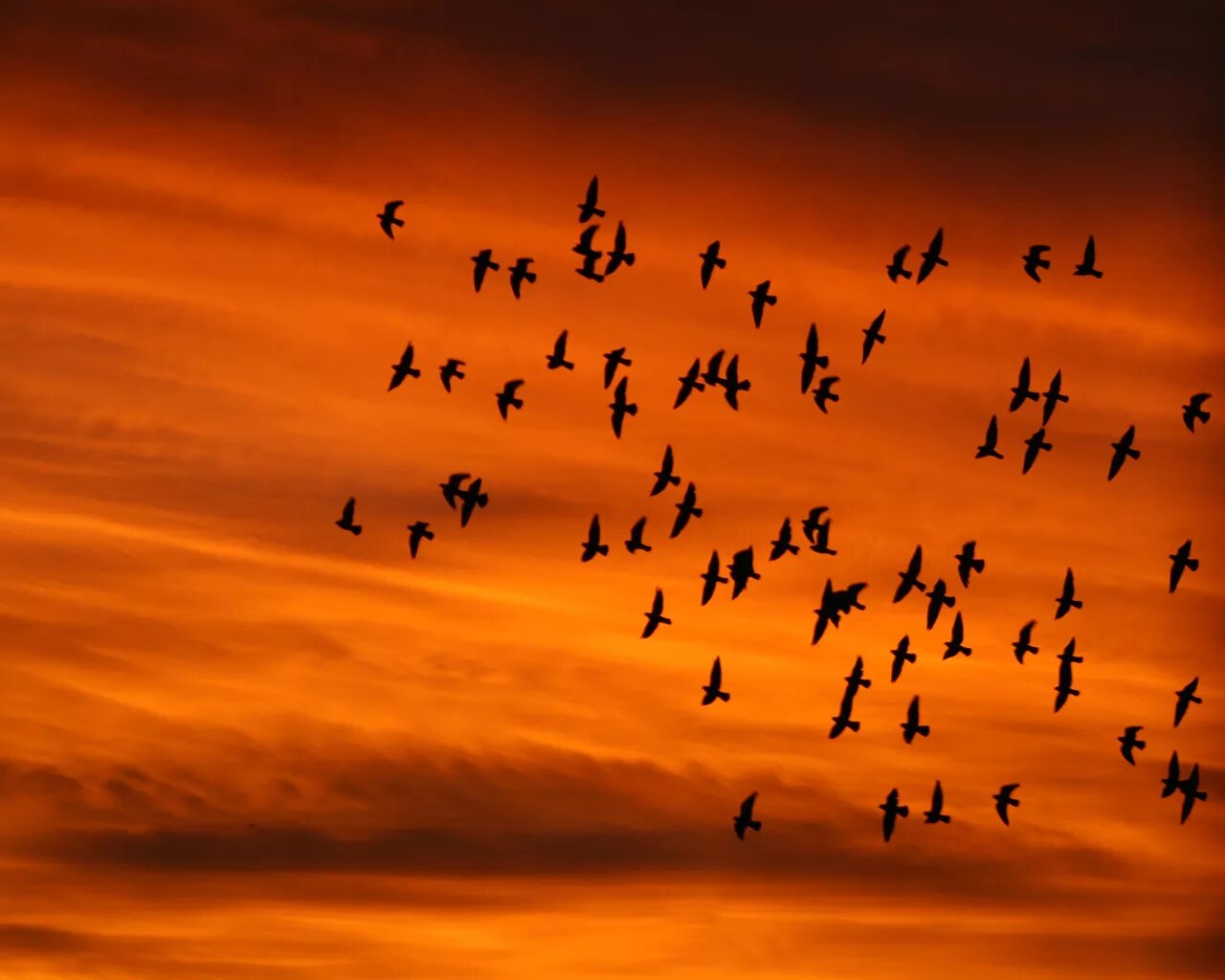 Птицы в небе. Мигрирующие птицы. Птицы улетают. Птицы улетают на Юг.