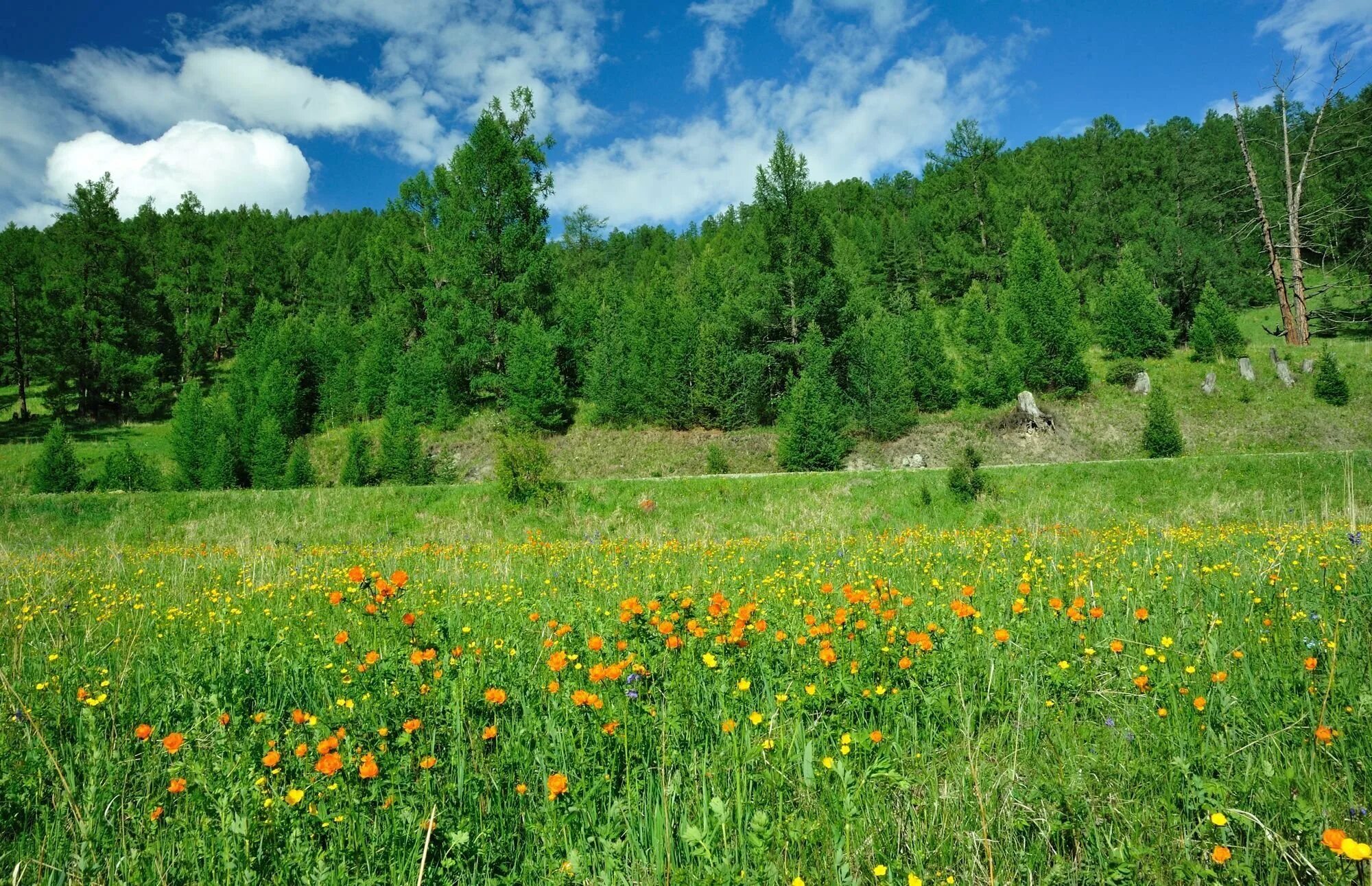 Луга Алтайского края. Природа в Кусаке Алтайский край. Луговая растительность Алтайского края. Природа Алтайского края лето. Зеленый луг алтайский край