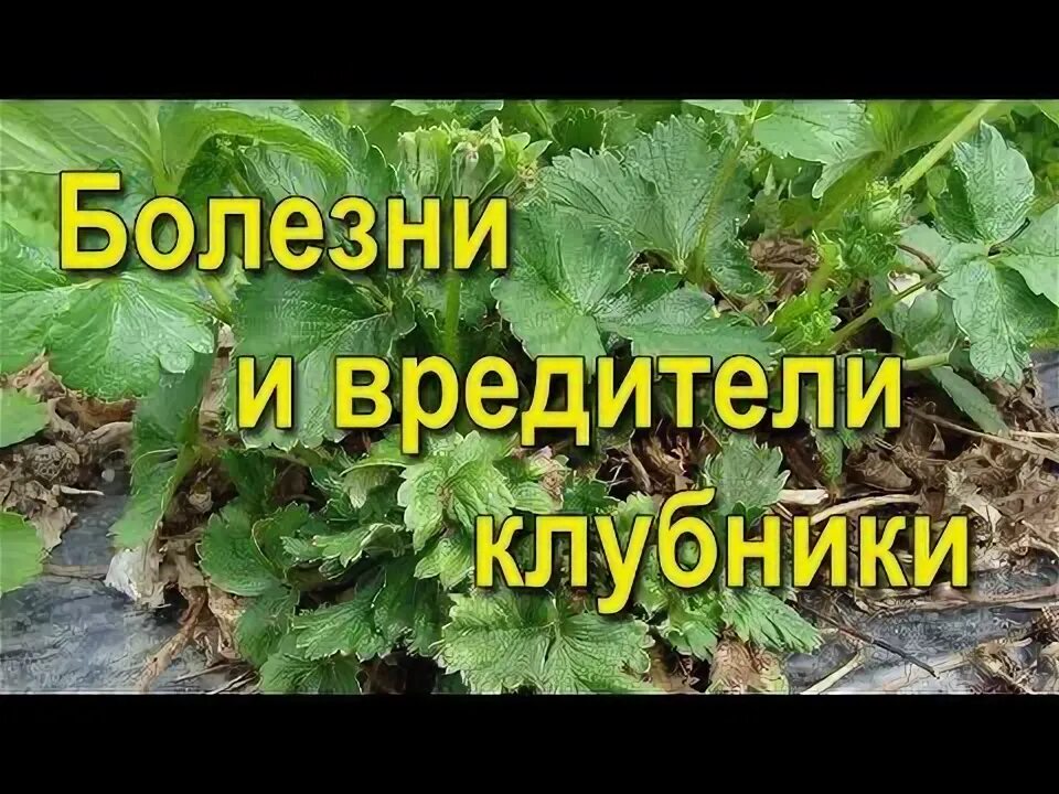 Для клубники от вредителей и болезней осенью. Обработка земляники от вредителей. Обработка клубники осенью от вредителей. Схема обработки клубники. Защита земляники от вредителей и болезней.