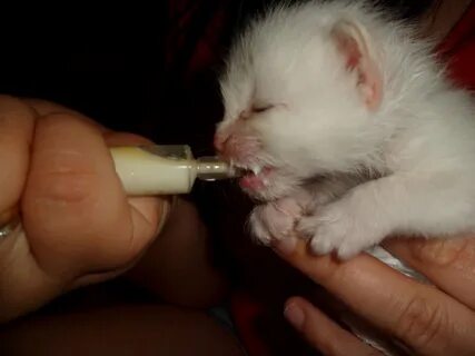 Котенок 2 месяца не пьет