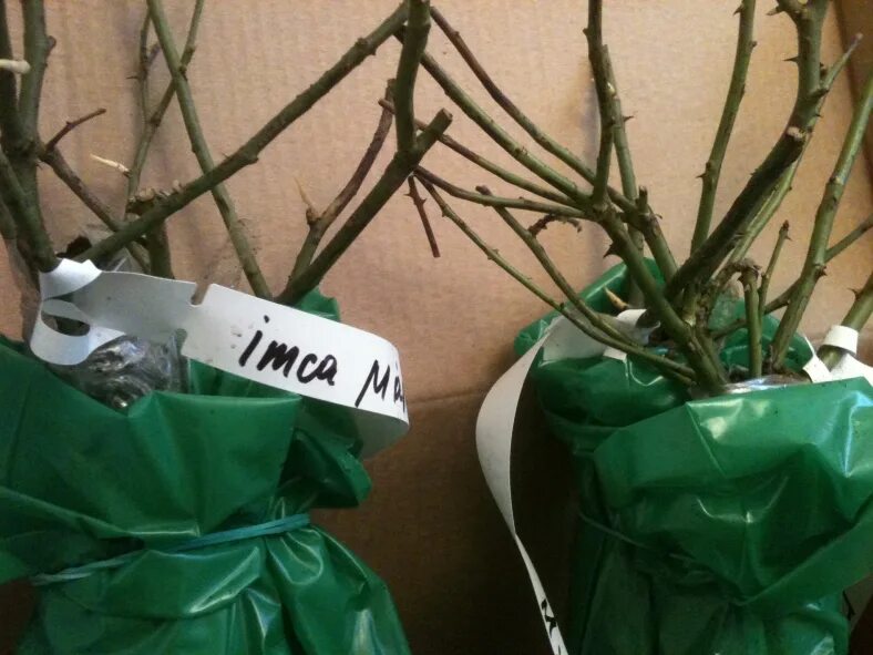 саженцы роз подворье. саженцы роз подворье.