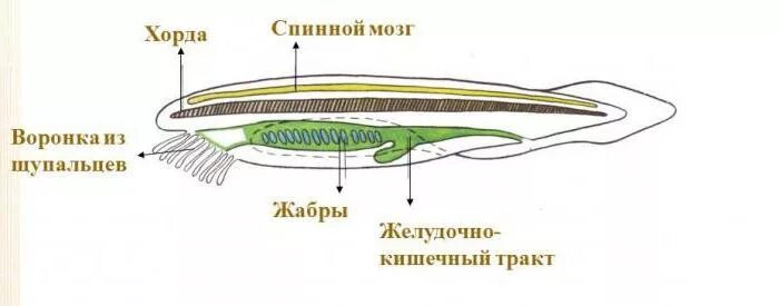 Осевой скелет ланцетника. Хорда в биологии Хордовые. Внутренний скелет ланцетника. Хорда это в биологии 7 класс.