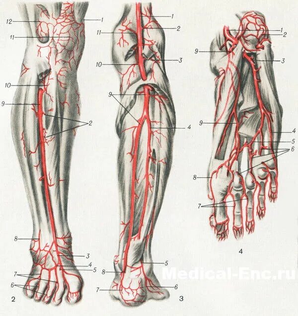 Артериальные сосуды нижних конечностей. Берцовые артерии нижних конечностей анатомия. Передняя большеберцовая артерия (a. Tibialis anterior):. Артерии голени и стопы анатомия. Межкостная артерия голени.