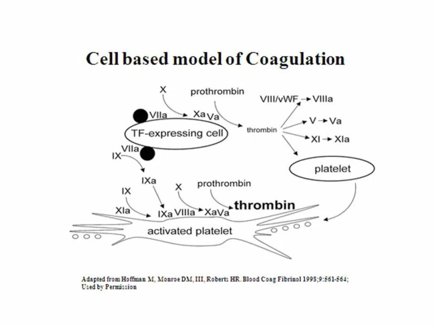 Cell based. Cell based. Биосенсор для продуктов. Prothrombin (coagulation factor ii). Infinium assay.