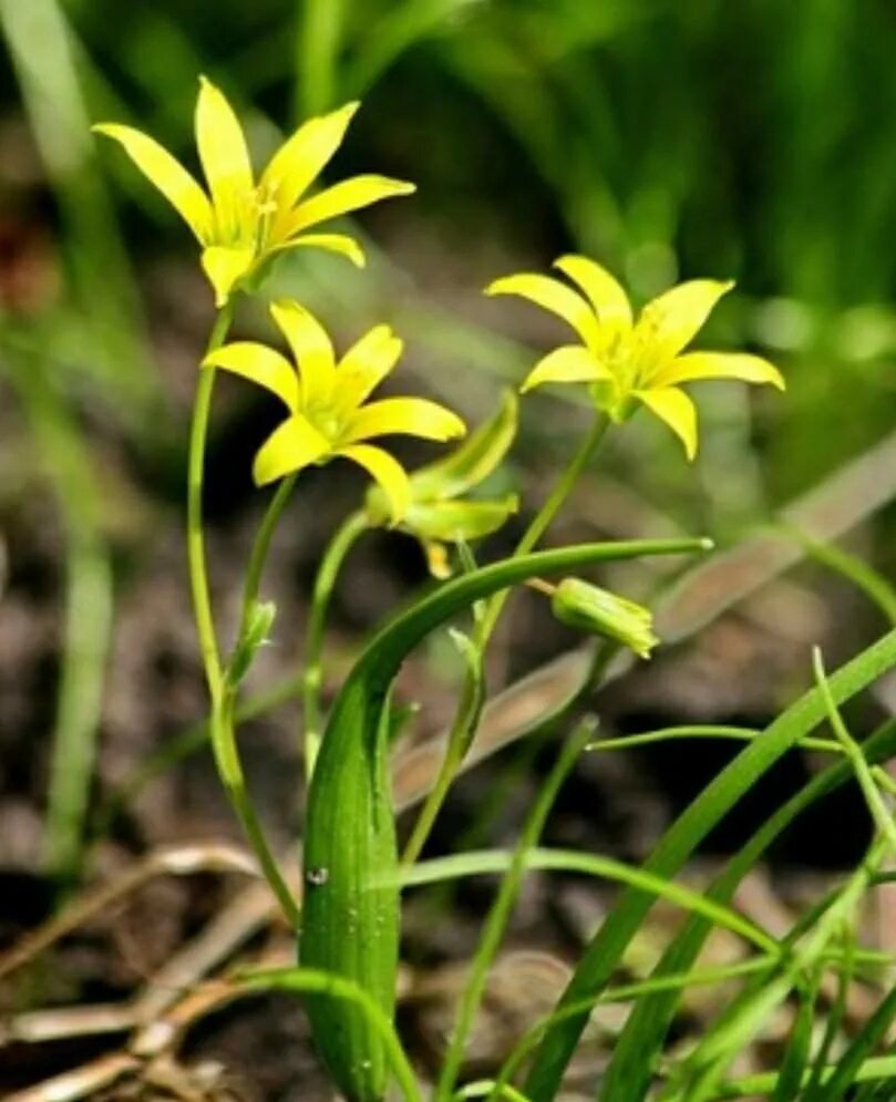 Гагея гусиный лук. Первоцвет гусиный лук желтый. Цветок гусиный лук. Гусиный лук жёлтый (gagea lutea). Первоцвет гусиный лук желтый.