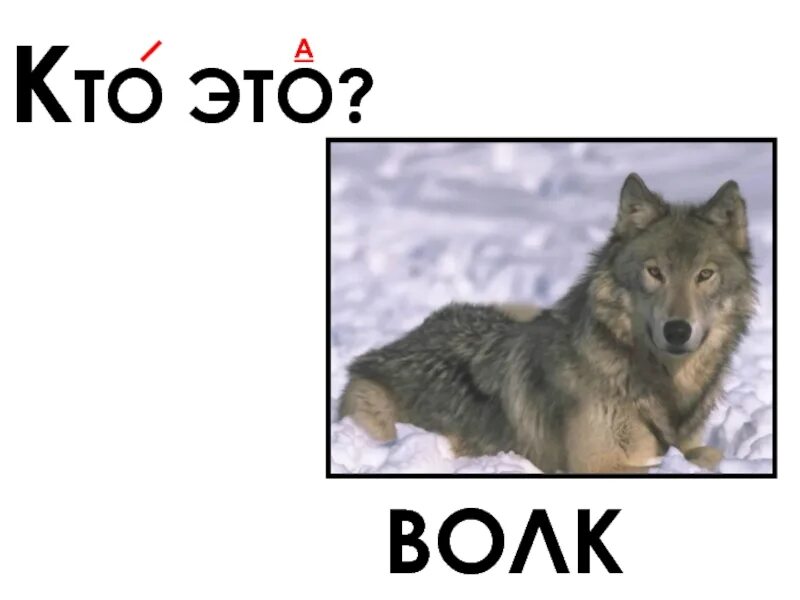 Волк для азбуки. Слова волка. Буква в волк. Волк на англ.