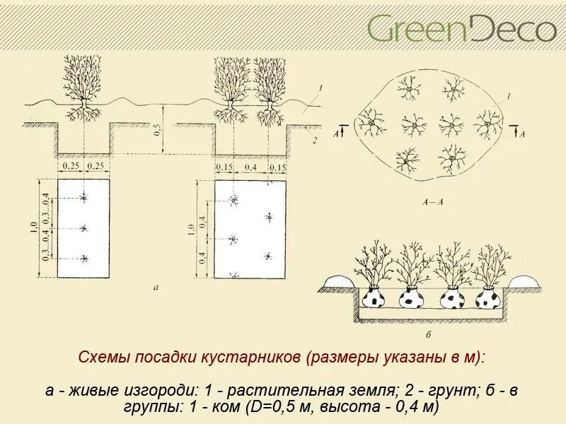 Сколько кустов посадили на каждом участке