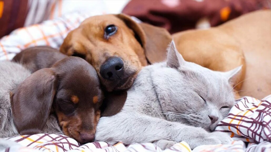 Cat dog home. Кошка и собака картинки. Собака летом. Cat dog home. Красивые собаки и кошки.