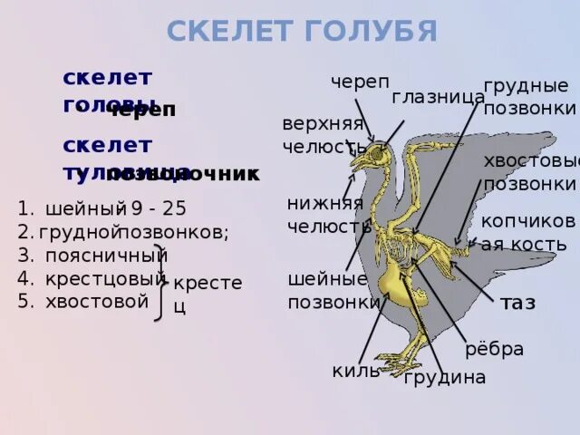 Скелет сизого голубя. Строение скелета голубя с подписями. Строение черепа голубя. Строение скелета голубя