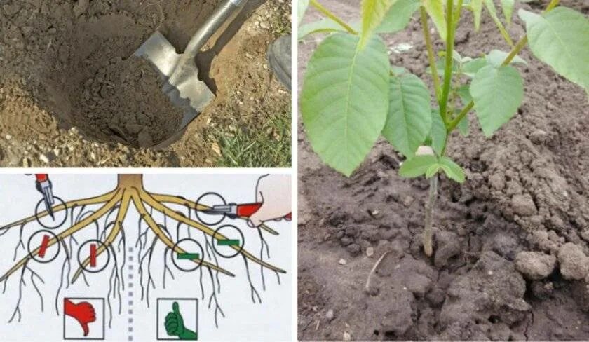 Можно ли сажать грецкий орех. Посадка саженца грецкого ореха. Корневая шейка грецкого ореха. Саженец колоновидного грецкого ореха. Грецкий орех посадка саженцев.