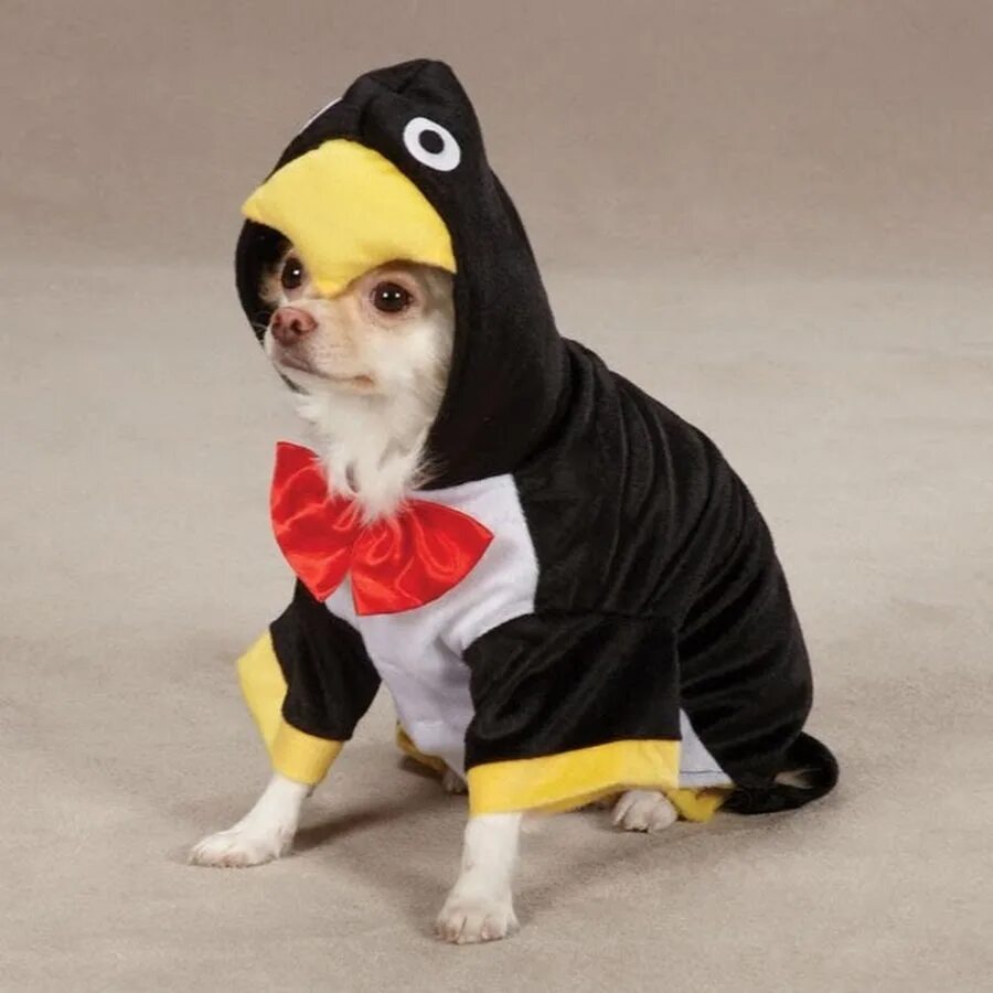 Костюм собаки. Собака в костюме пингвина. Смешные костюмы для собак. Костюм для собаки на Хэллоуин.