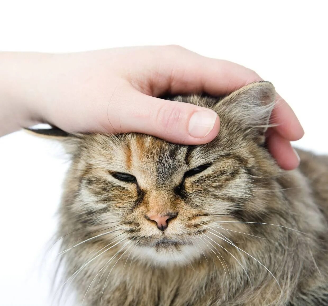 Котика гладят по голове. Гладить кошку. Рука гладит кошку. Рука гладит кошку по голове.