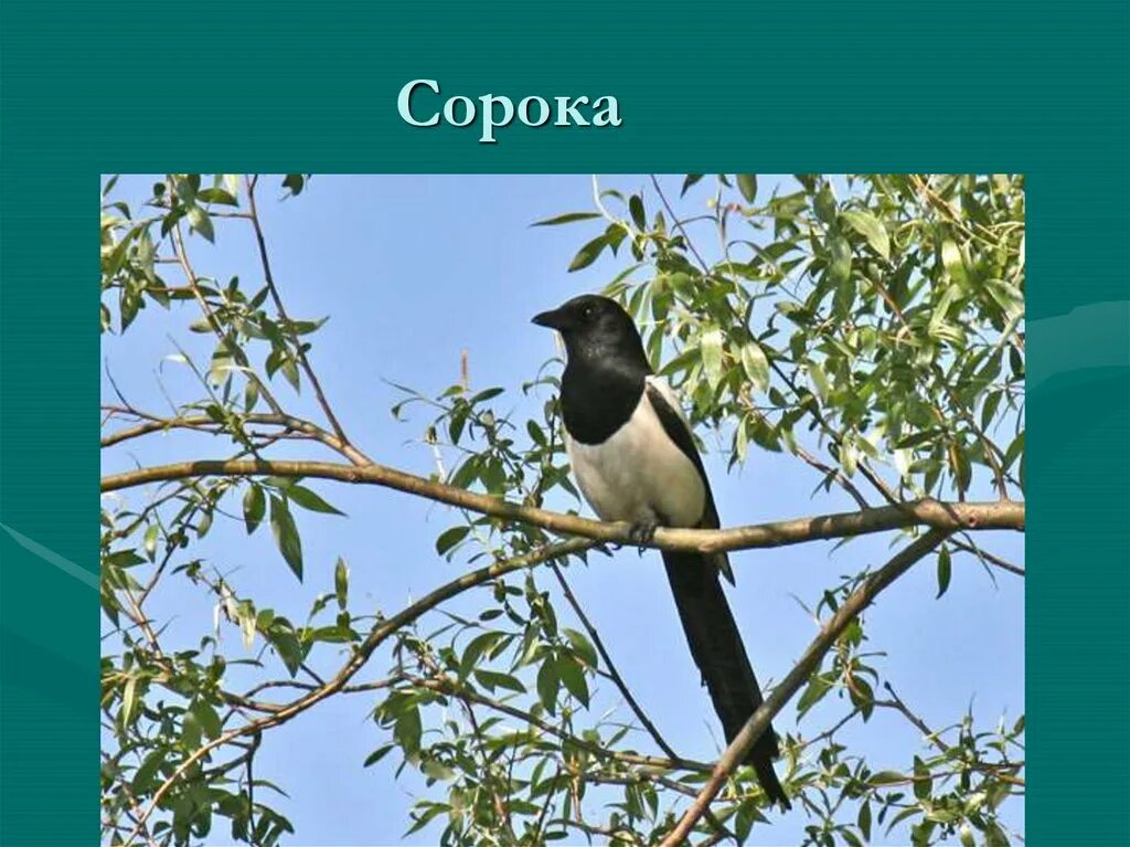 Беседа сороки. Сорока обыкновенная. Сорока на дереве. Сорока на ветке. Сороки город.