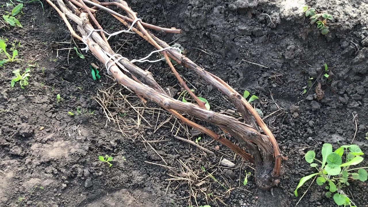 Виноград зимой уход. Укрытие винограда на зиму в Подмосковье. Укрытие винограда агроспаном. Укрытие винограда в Подмосковье. Укрытие винограда на зиму.