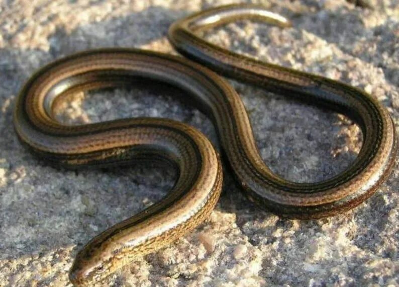 Змея медянка обыкновенная. Уссурийский щитомордник. Обыкновенная совершенная. Обыкновенная степная гадюка. Безногая ящерица веретеница медянка.