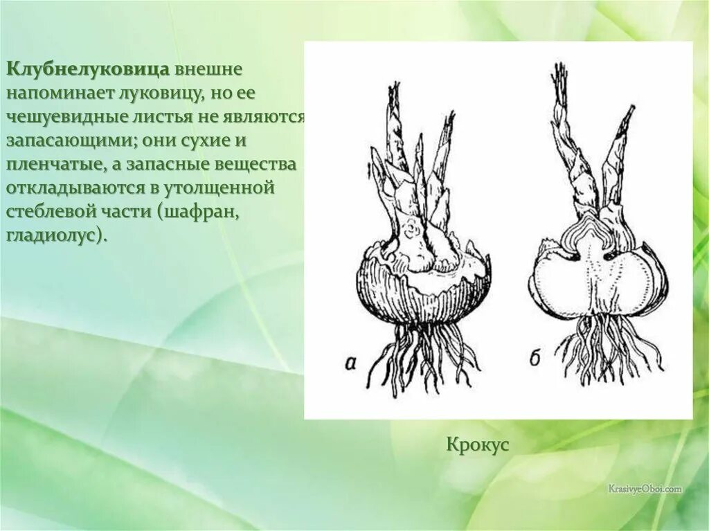 Клубнелуковица строение побег. Метаморфозы побега клубнелуковица. Клубнелуковица гладиолуса схема. Гладиолус Крокус клубнелуковица. Листья запасающие воду