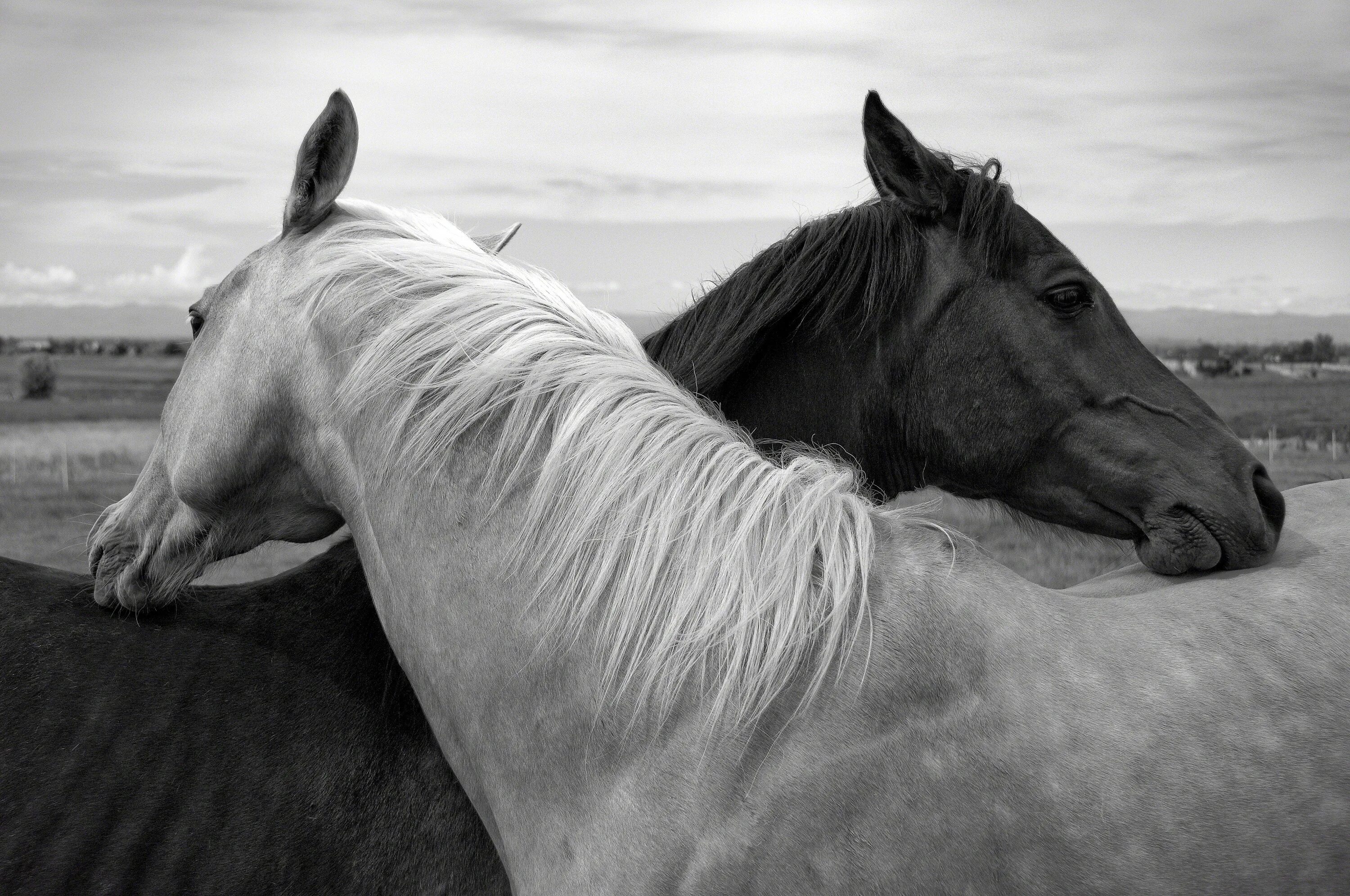 Two horse. Лошадь черный. Белая лошадь. Лошади на рабочий стол. Две лошади.